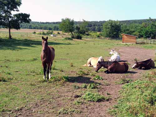 Nyári napközis lovas tábor gyerekeknek Törökbálinton
