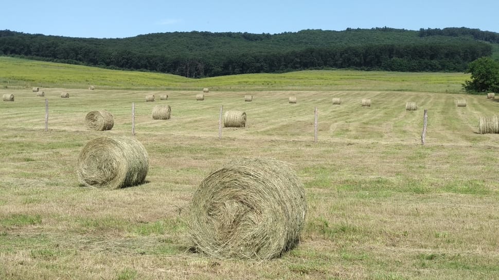 I. class hay produced by us