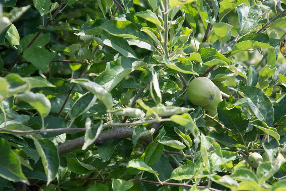 Almafa és fejlődő alma